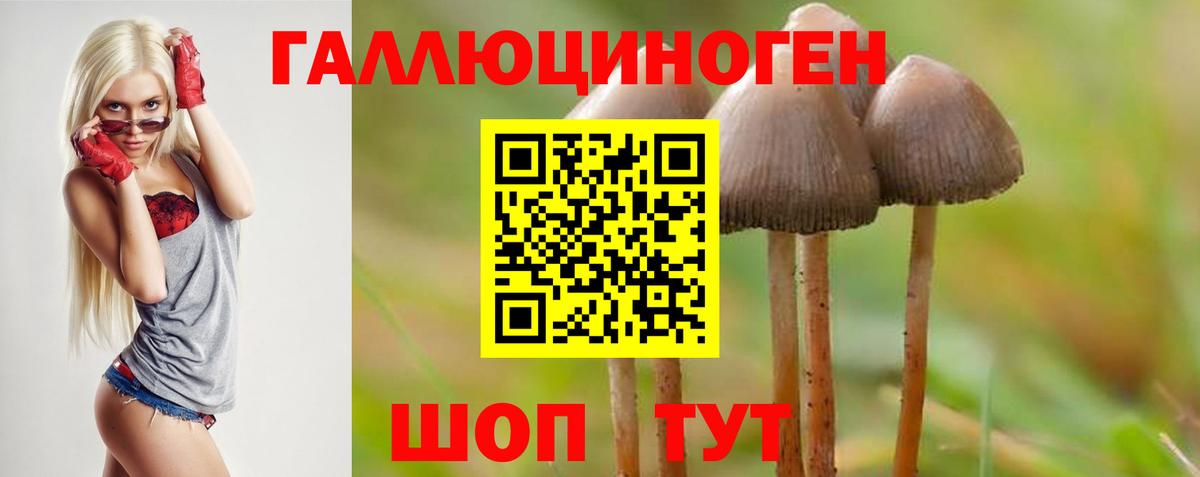 Псилоцибиновые грибы GOLDEN TEACHER Березники